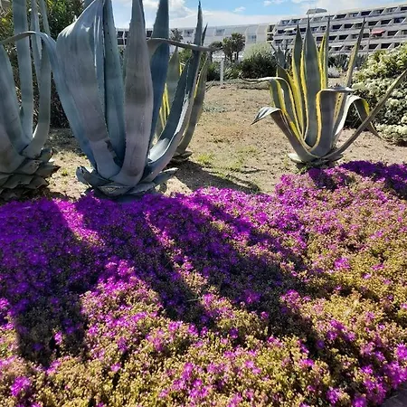 Golden Paradise 007 Helio 25 Apartment *