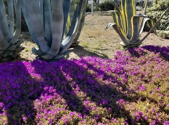 Golden Paradise 007 Helio 25 Appartement *